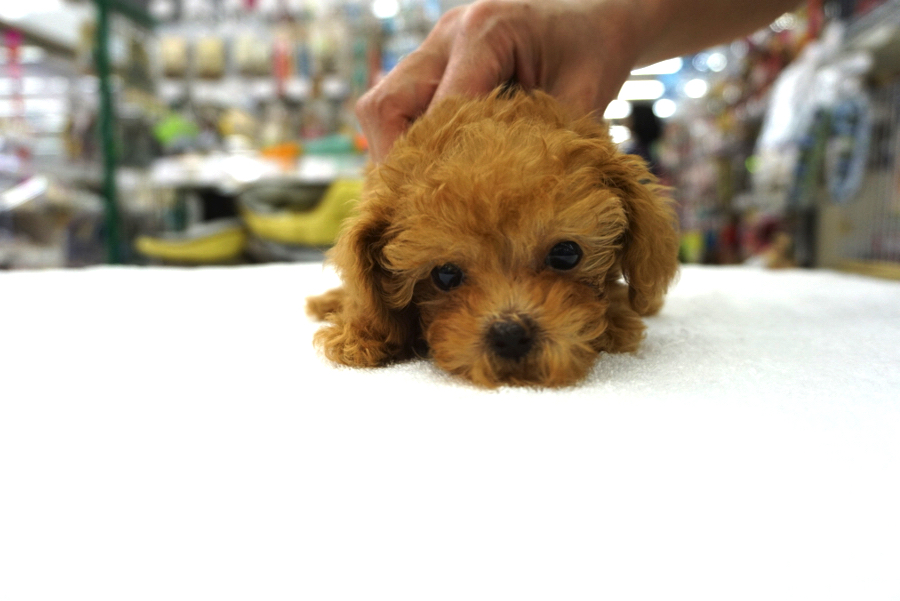 トイプーちゃんは首根っこをムニムニされると凄く大人しくなります | トイ・プードル （6130689） - ペットショップ マルワン大倉山 神奈川県横浜市港北区