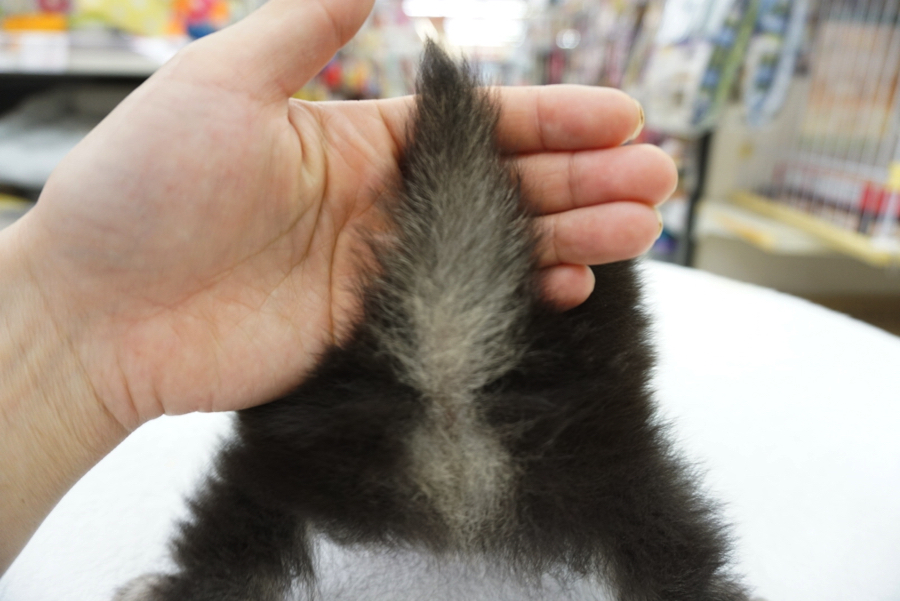 黒柴と同様に「裏白」があります。 | ポメラニアン （6130694） - ペットショップ マルワン大倉山 神奈川県横浜市港北区