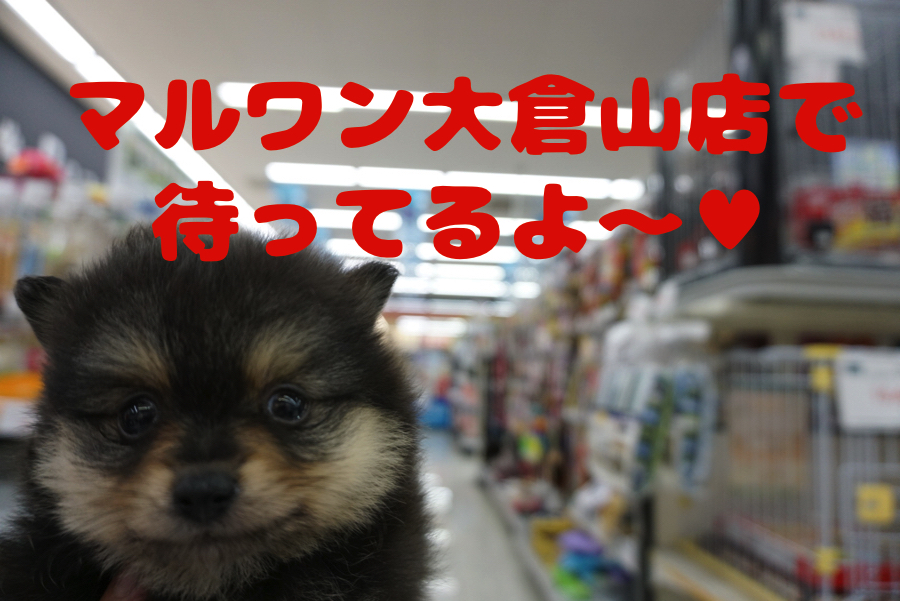 大倉山店で待ってるよ！ | ポメラニアン （6130694） - ペットショップ マルワン大倉山 神奈川県横浜市港北区