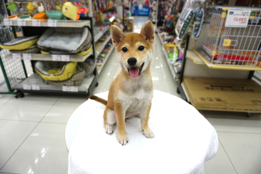 見て!この笑顔 | 柴犬 （6130678） - ペットショップ マルワン大倉山 神奈川県横浜市港北区