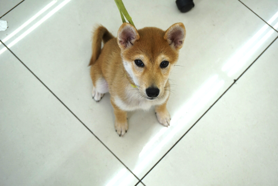 赤柴ちゃんの凄技披露しちゃいます | 柴犬 （6130678） - ペットショップ マルワン大倉山 神奈川県横浜市港北区