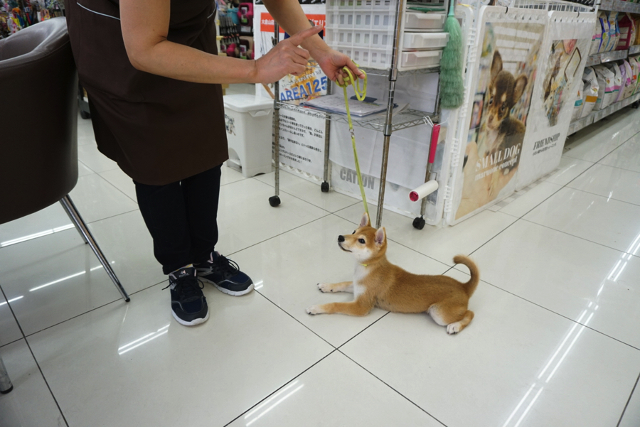 既におすわり・ふせ・まて・おいで・くるんを習得済み! | 柴犬 （6130678） - ペットショップ マルワン大倉山 神奈川県横浜市港北区