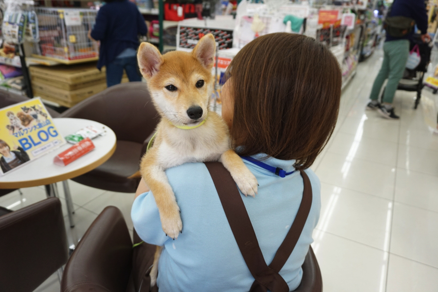 褒められてドヤ顔! | 柴犬 （6130678） - ペットショップ マルワン大倉山 神奈川県横浜市港北区