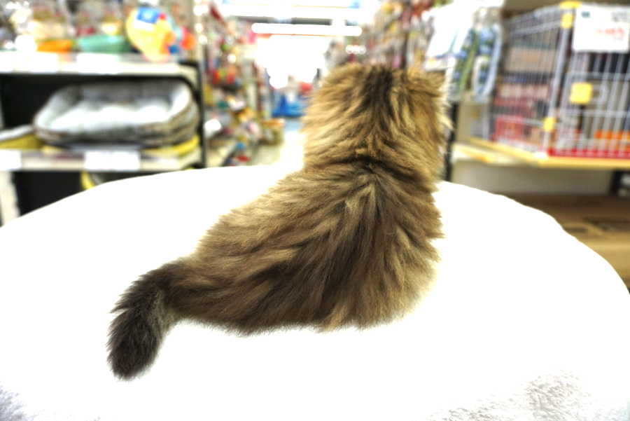 マンチカン （6130695） - ペットショップ マルワン大倉山 神奈川県横浜市港北区
