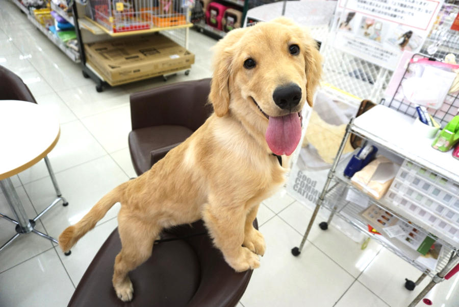 お鼻が伸びてキリッとしてきました。 | ゴールデンレトリバー （6130691） - ペットショップ マルワン大倉山 神奈川県横浜市港北区