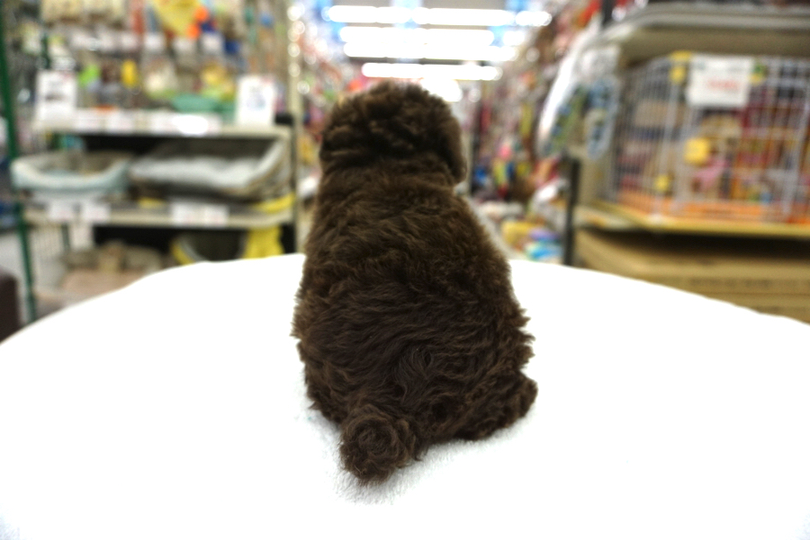 綺麗な濃厚ブラウンカラー | トイ・プードル （6130701） - ペットショップ マルワン大倉山 神奈川県横浜市港北区