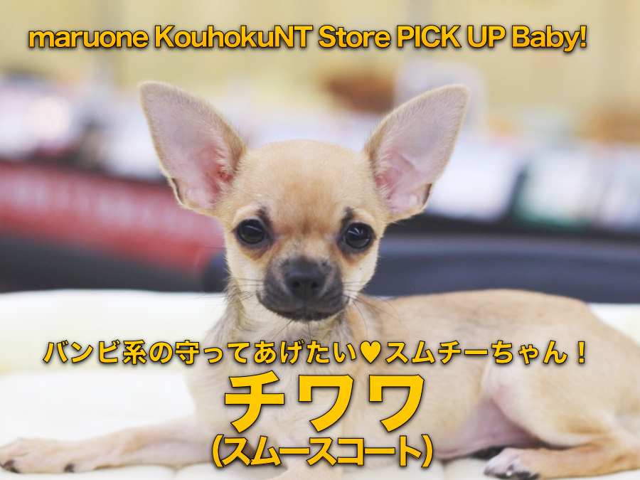 【チワワ（スムースコート）】バンビ系の守ってあげたい♡スムチーちゃん！：ペットショップマルワン港北NT店（横浜市）｜子犬情報｜NO.311770