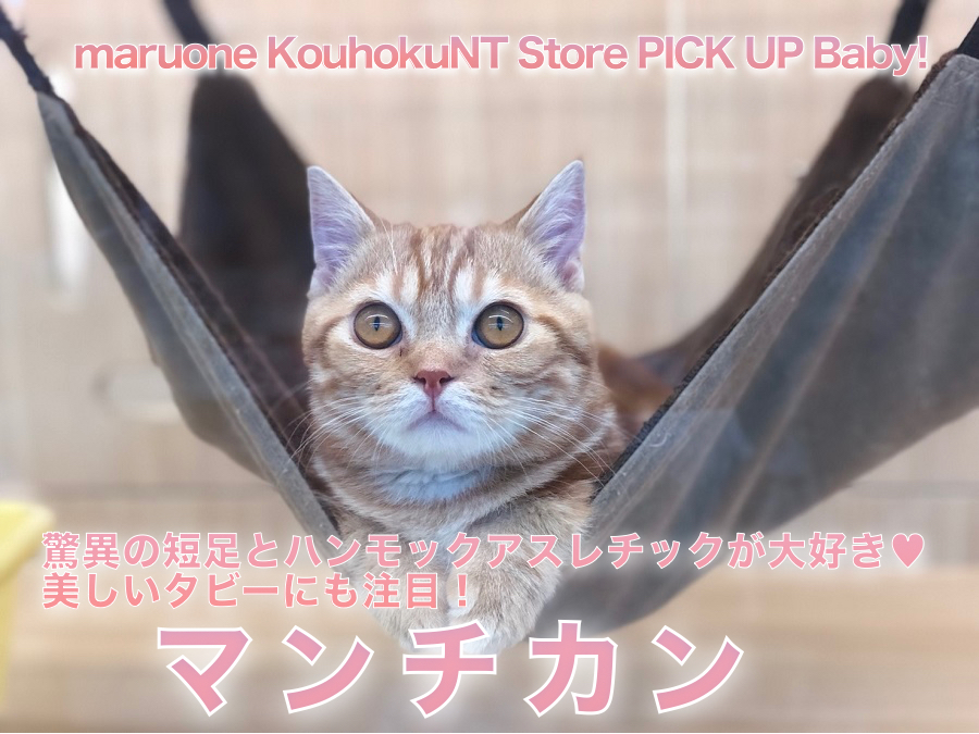 【短足マンチカン】驚異の短足とハンモックアスレチックが大好き♡美しいタビーにも注目！：ペットショップマルワン港北NT店（横浜市）｜子猫情報｜NO.311772