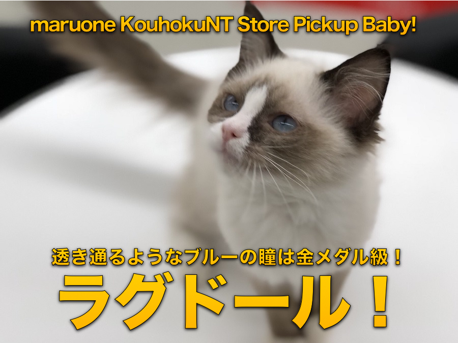 【ラグドール】透き通るようなブルーの瞳は金メダル級！：マルワン港北NT店PICKUPベイビー！NO.311774