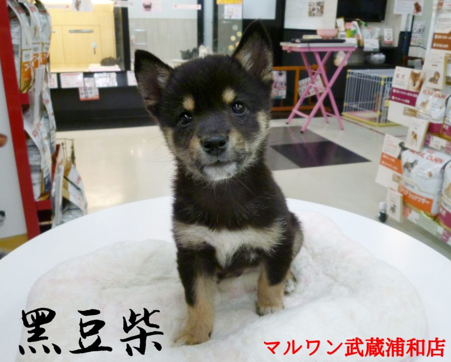 【豆柴】まめたろう？まめすけ？希少な黒豆柴くんに合うお名前は？：マルワン武蔵浦和店（さいたま市）｜オススメ子犬情報！No.412682