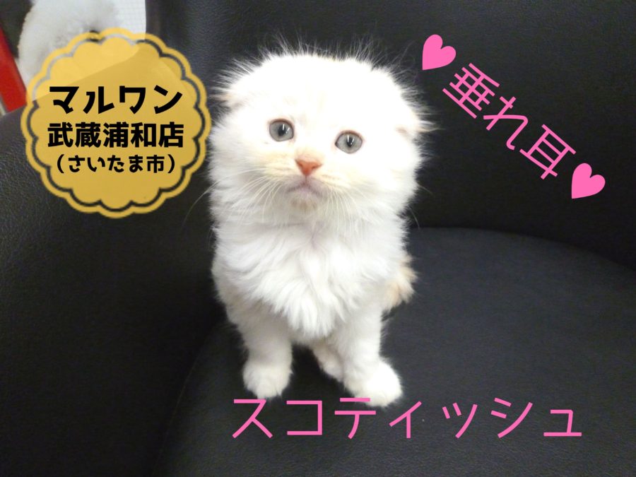 【長毛スコティッシュフォールド】垂れ耳♡まる顔♡大福スコちゃん♪：ペットショップ マルワン武蔵浦和店（さいたま市）｜子猫情報！No.412685