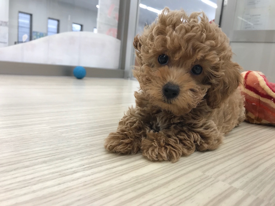 元気にうごくもこもこトイプーちゃん | トイ・プードル （014214） - ペットショップ マルワン東日暮里 東京都荒川区