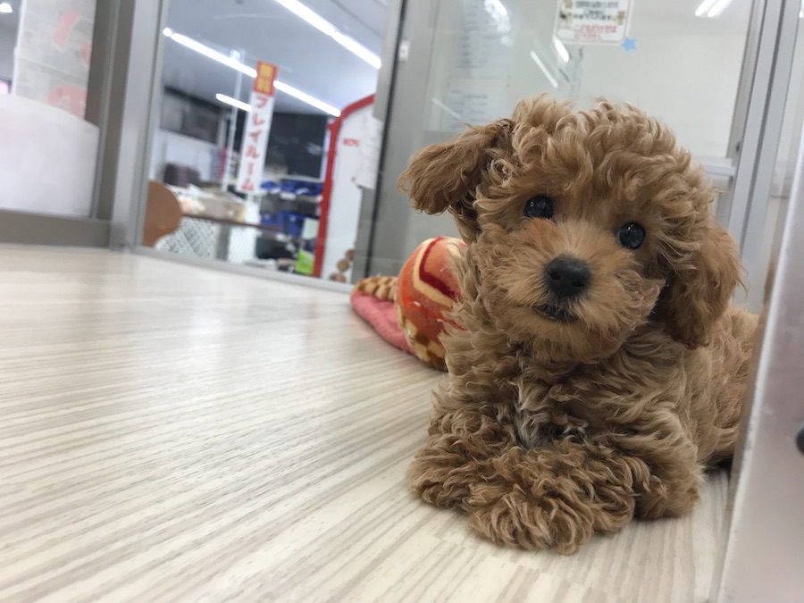 トイ・プードルは犬種として飼い易い | トイ・プードル （014214） - ペットショップ マルワン東日暮里 東京都荒川区