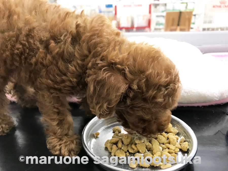 小さくてもガツガツと食べていますよ♪ | トイ・プードル （814460） - ペットショップ マルワン相模大塚 神奈川県大和市