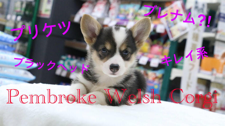 【ウェルシュ・コーギー・ペンブローク】出会える確率1/16!?ブラックヘッドの中には幸運のあの模様が！足立区No.1のラッキーガール！：マルワン梅島店（東京都足立区）オススメ子犬情報！№119111