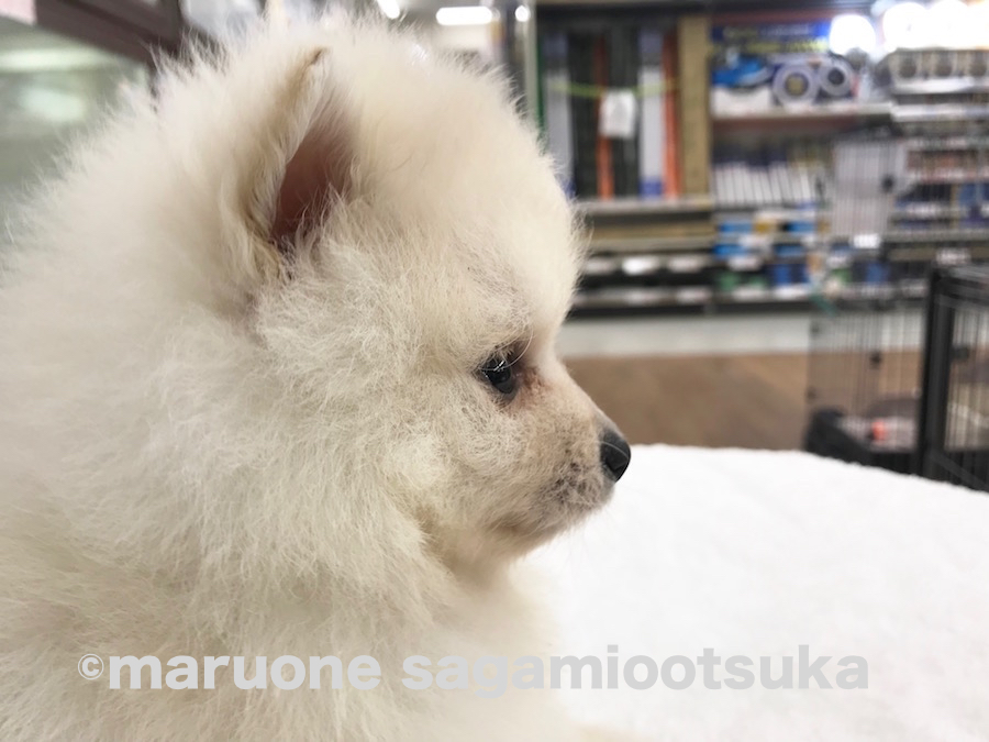 マズルは1,5cm！ | ポメラニアン （814463） - ペットショップ マルワン相模大塚 神奈川県大和市