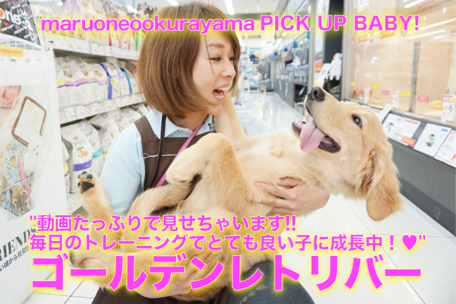 【ゴールデンレトリバー】楽しい動画たっぷりでレポート!!毎日のトレーニングでとても良い子に成長中♥：ペットショップマルワン大倉山店（横浜市港北区）｜子犬情報！No.6130691