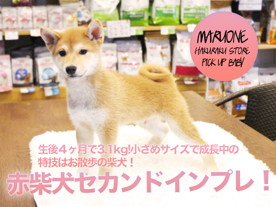 【赤柴犬】生後４ヶ月で3.1kg!小さめサイズで成長中の特技はお散歩の柴犬！:ペットショップマルワン白楽店（横浜市）｜スクスク成長日記No.11552