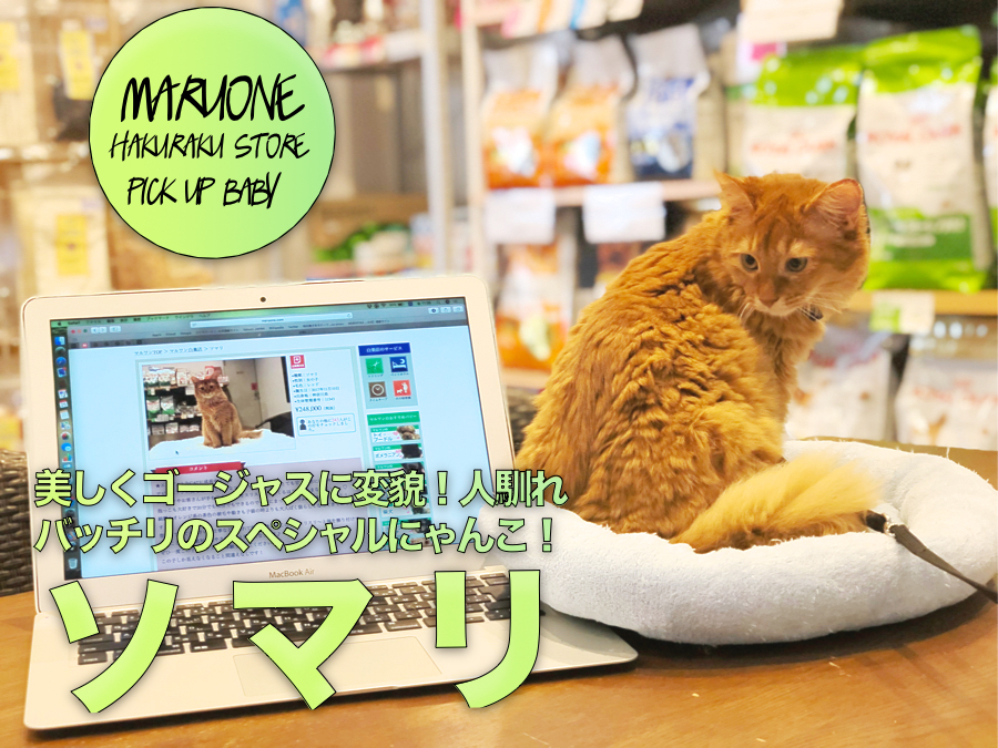 【ソマリ】美しくゴージャスに変貌！人馴れバッチリのスペシャルにゃんこ！:ペットショップマルワン白楽店（横浜市）|子猫情報！No.11543