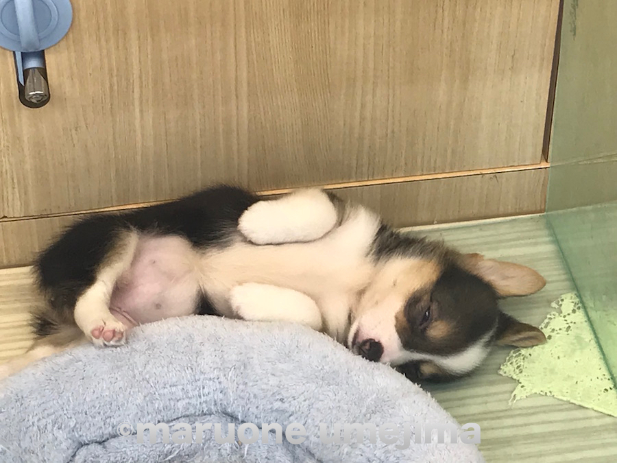 寝ているポーズ | ウェルシュ・コーギー・ペンブローク （119111） - ペットショップ マルワン梅島 東京都足立区