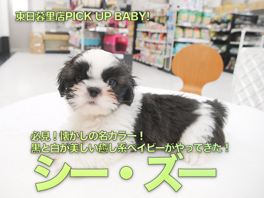 【B&Wシーズー】必見!懐かしの名カラー!黒と白が美しい癒し系ベイビーがやってきた!:ペットショップマルワン東日暮里店(東京都荒川区)|子犬情報!No.014217