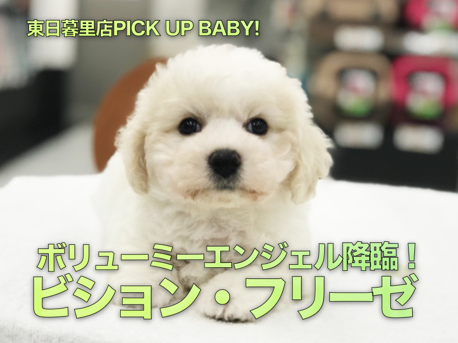 【珍犬！ビション・フリーゼ】ファンキースタイルならこの犬種！ボリューミーエンジェル降臨！：ペットショップマルワン東日暮里店（東京都荒川区）｜子犬情報！No.014218