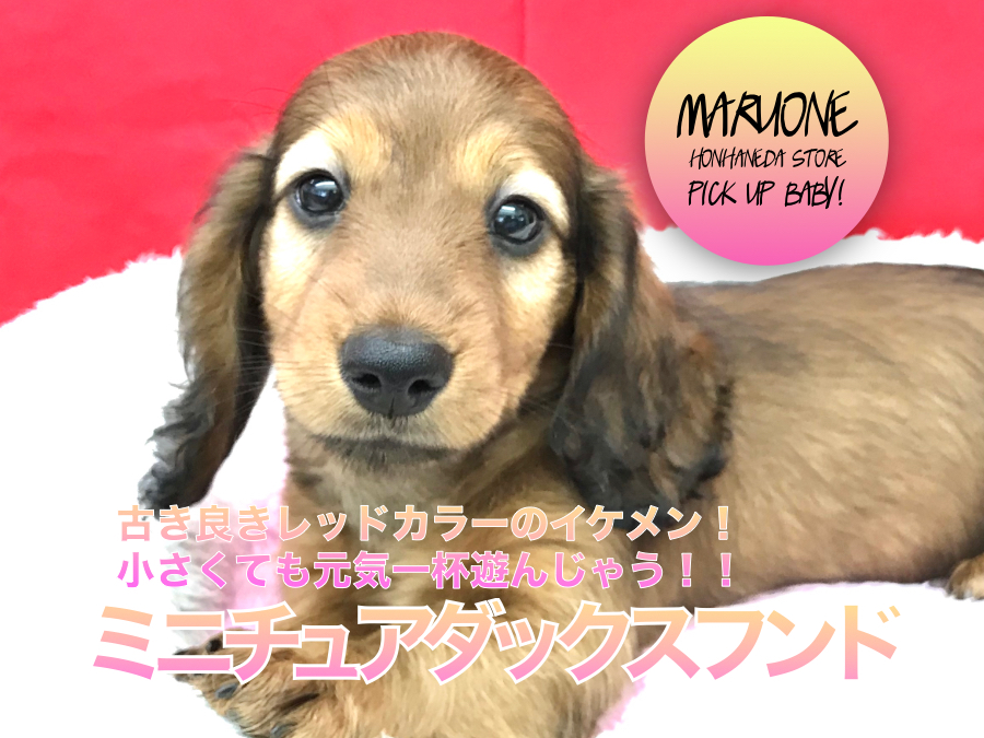 【ミニチュア・ダックスフント】古き良きレッドカラーのイケメン！小さくても元気一杯遊んじゃう！！：ペットショップマルワン本羽田店（東京都大田区）｜子犬情報！No.512533