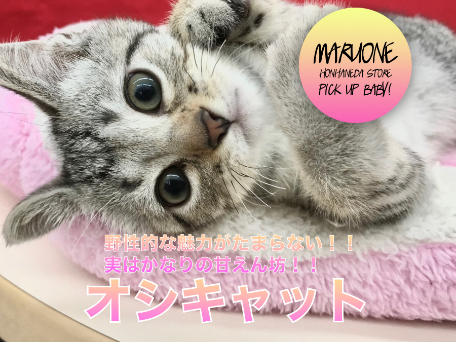 【オシキャット】希少種！野性的な魅力がたまらない！！実はかなりの甘えん坊！！：マルワン本羽田店PICK UPベイビー！　No.512534（東京都大田区）