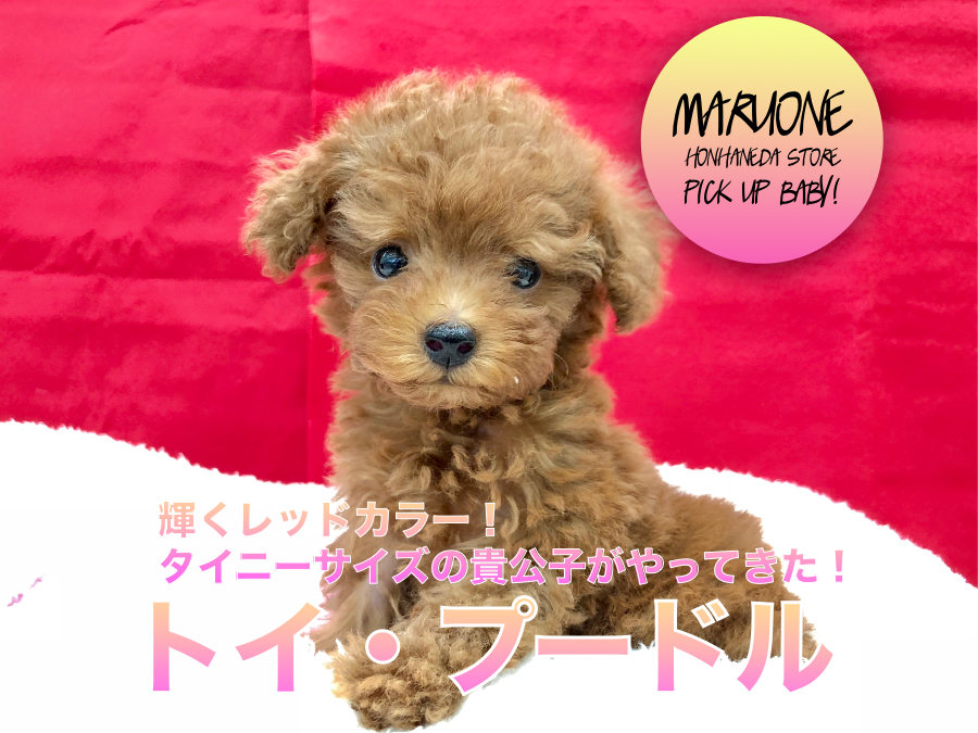 【トイ・プードル】輝くレッドカラー！タイニーサイズの貴公子がやってきた！：ペットショップマルワン本羽田店（東京都大田区）｜子犬情報！No.512534