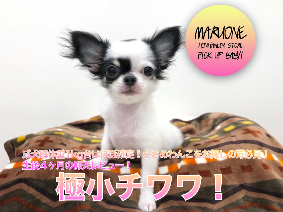 【極小チワワ】成犬時体重1kg台はほぼ確定！小さめわんこをお探しの方必見！生後４ヶ月の仰天レビュー！：ペットショップマルワン本羽田店（東京都大田区）｜子犬情報！No.512513