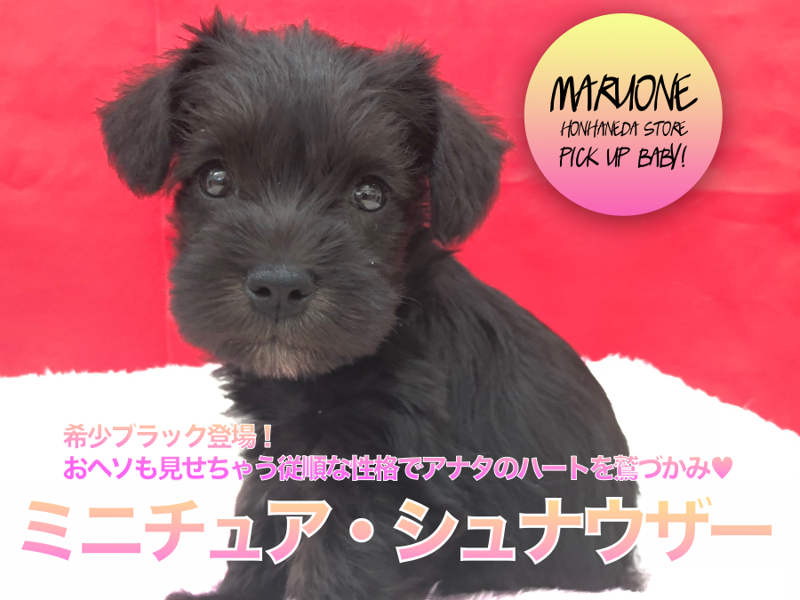 【ミニチュア・シュナウザー】希少ブラック登場！おヘソも見せちゃう従順な性格でアナタのハートを鷲づかみ♥：ペットショップマルワン本羽田店(東京都大田区)オススメ子犬情報！No.512535