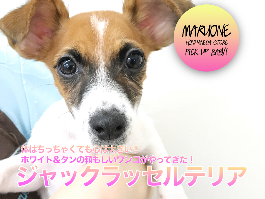 【ジャック・ラッセル・テリア】体はちっちゃくても心は大きい！ホワイト＆タンの頼もしいワンコがやってきた！：ペットショップマルワン本羽田店(東京都大田区)|子犬情報！NO.512536