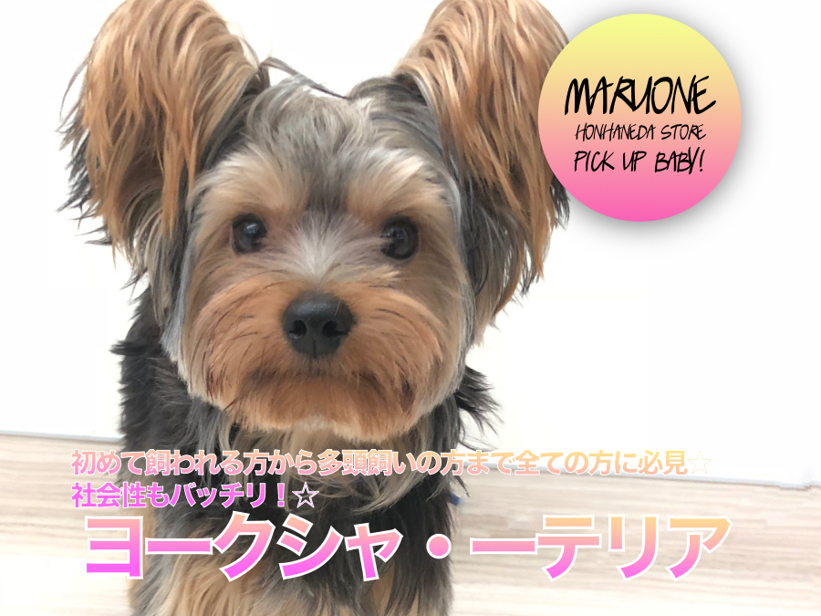 【ヨークシャーテリア】初めて飼われる方から多頭飼いの方まで全ての方に必見☆社会性もバッチリ！☆：ペットショップマルワン本羽田店（東京都大田区）｜子犬情報！NO.512487