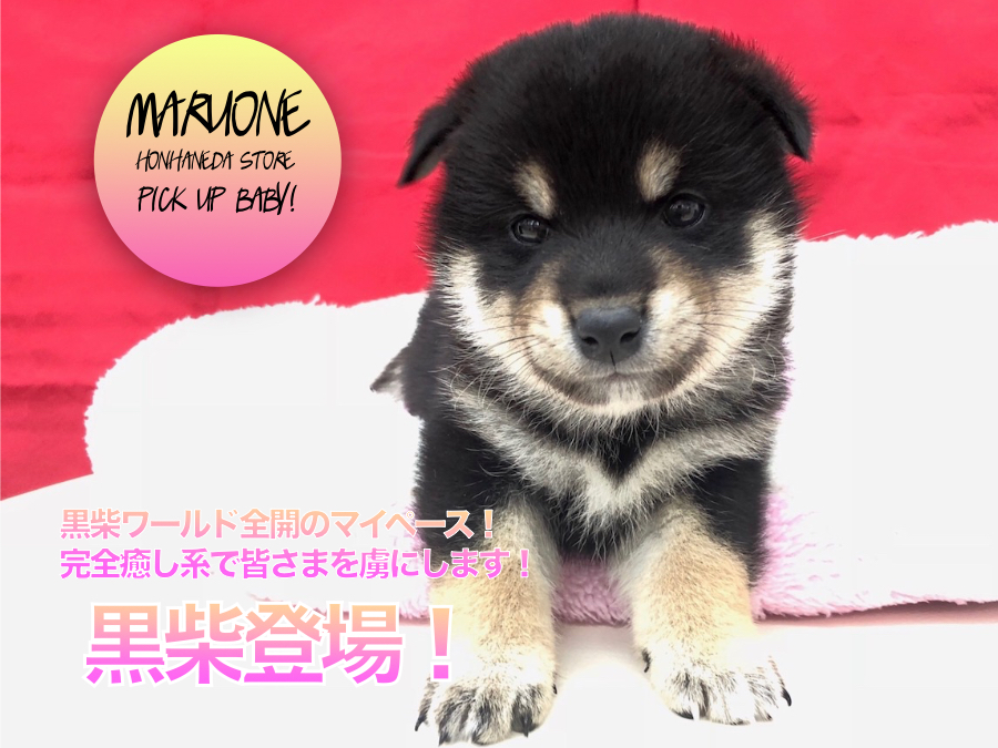 【柴犬】黒柴ワールド全開のマイペース！完全癒し系で皆さまを虜にします！：ペットショップマルワン本羽田店(東京都大田区)｜子犬情報！NO.512537