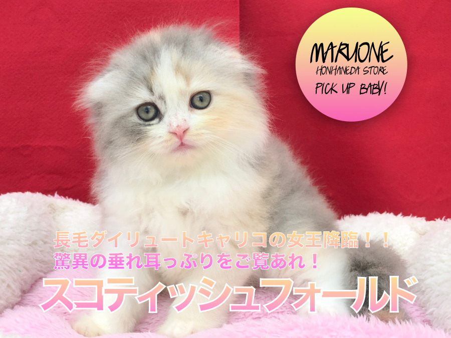 【スコティッシュ・フォールド】長毛ダイリュートキャリコの女王降臨！！驚異の垂れ耳っぷりをご覧あれ！：マルワン本羽田店（東京都大田区）｜子猫情報！No. 512531（東京都大田区）