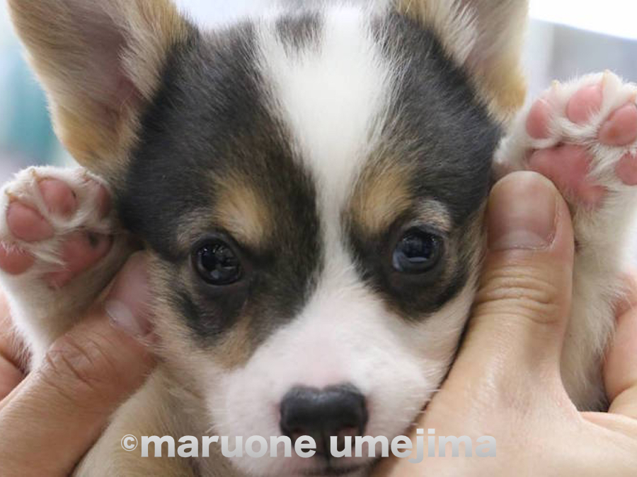 肉球は綺麗なパステルピンク | ウェルシュ・コーギー・ペンブローク （119111） - ペットショップ マルワン梅島 東京都足立区