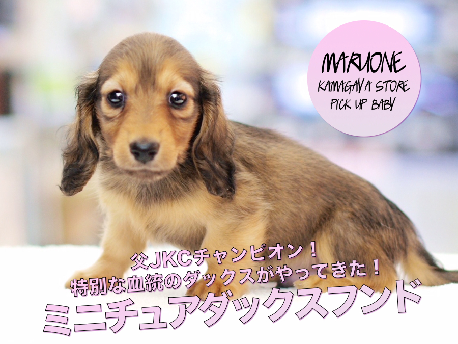 【ブランドダックス】父JKCチャンピオン！特別な血統のダックスがやってきた！：ペットショップマルワン鎌ヶ谷店（千葉県鎌ヶ谷市）｜子犬情報！No.117154
