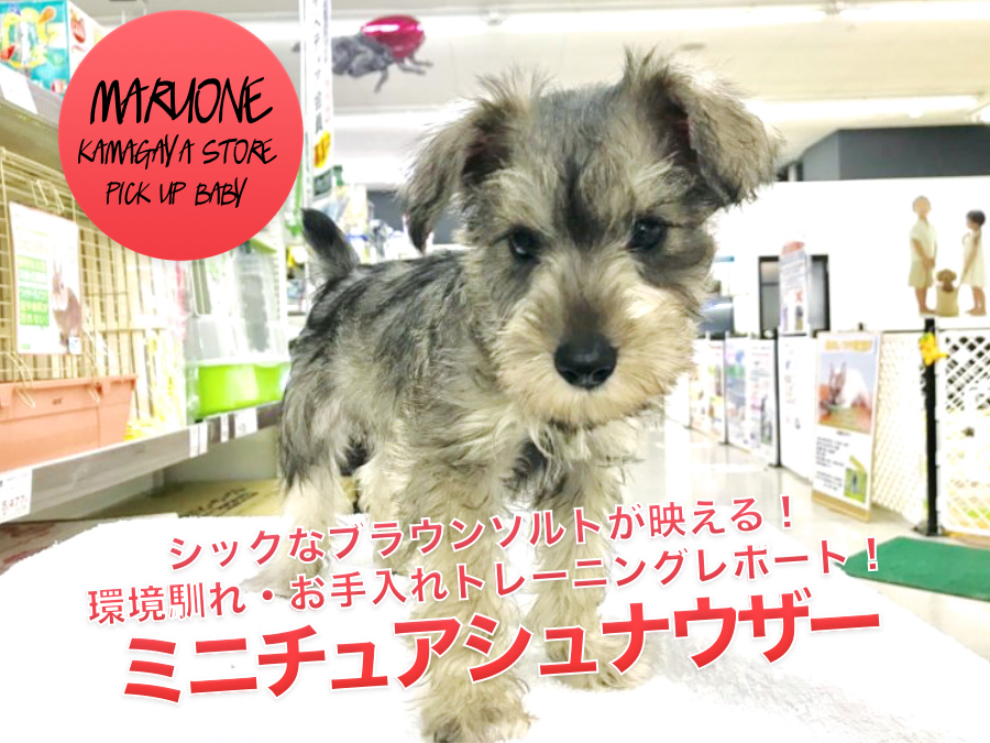 【珍色ミニチュアシュナウザー】シックなブラウンソルトが映える！環境馴れ・お手入れトレーニングレポート☆：ペットショップマルワン鎌ヶ谷店（千葉県鎌ケ谷市）｜子犬情報！No．117152