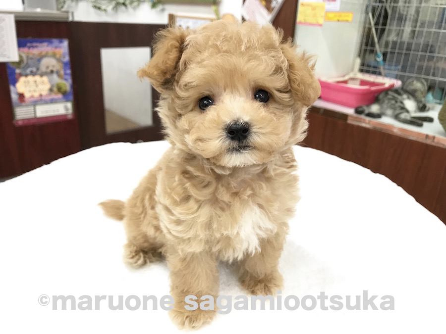 マルプー （マルチーズ × トイ・プードル） （814462） - ペットショップ マルワン相模大塚 神奈川県大和市