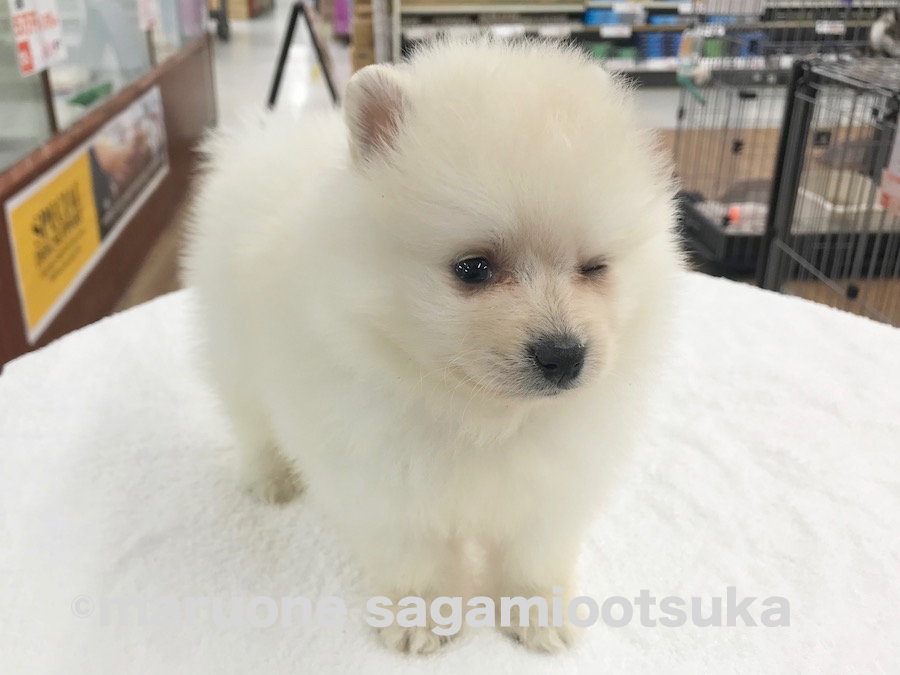 会いに来てね～！ | ポメラニアン （814463） - ペットショップ マルワン相模大塚 神奈川県大和市