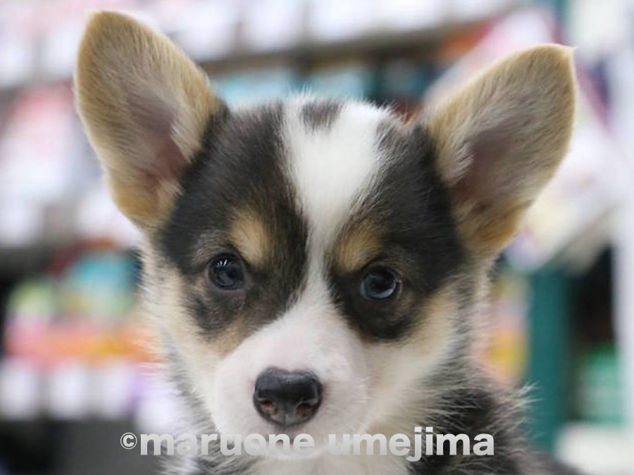 アシンメトリーのお顔 | ウェルシュ・コーギー・ペンブローク （119111） - ペットショップ マルワン梅島 東京都足立区