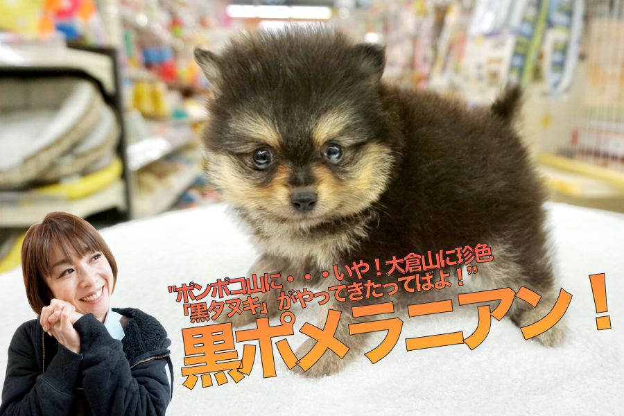 【黒ポメラニアン】ポンポコ山に…いや！大倉山に珍色「黒タヌキ」がやってきたってばよ！HP公開より先にブログ読者限定で先行発表です！：ペットショップマルワン大倉山店子犬情報！No.6130694（横浜市）