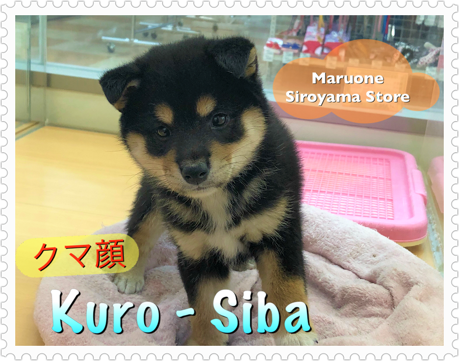 【柴犬】熊なのに飼い易い？ミニ黒柴を店長がレビュー！：ペッツワン城山店（神奈川県相模原市のペットショップ）｜子犬情報｜NO.118231