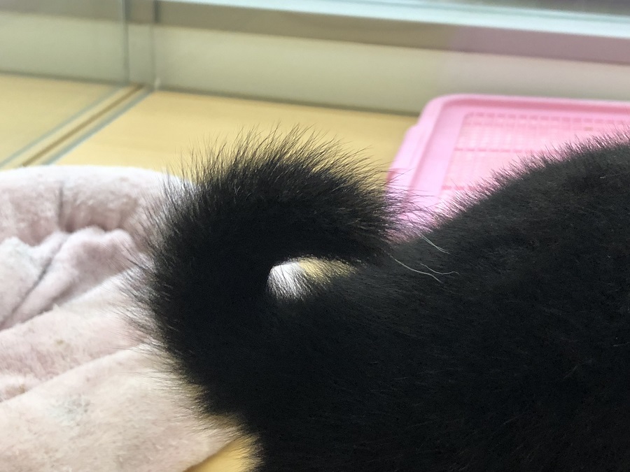 しなやかな巻尾 | 柴犬 （118230） - ペットショップ ペッツワン城山 神奈川県相模原市