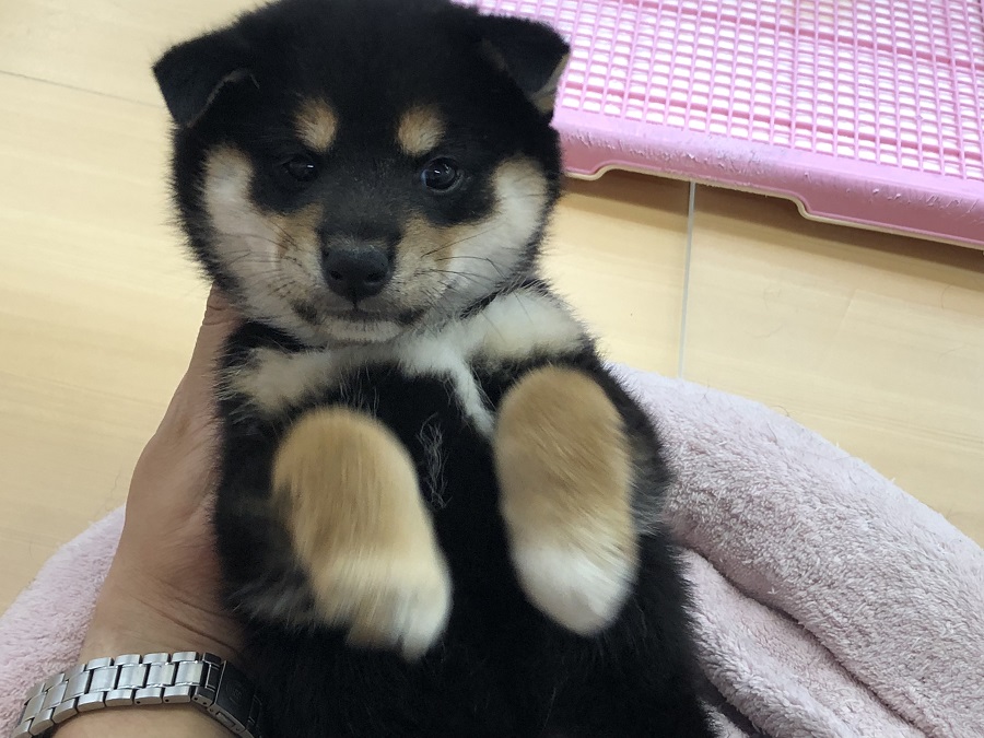 ワンコ初心者でも安心な温厚な性格 | 柴犬 （118230） - ペットショップ ペッツワン城山 神奈川県相模原市