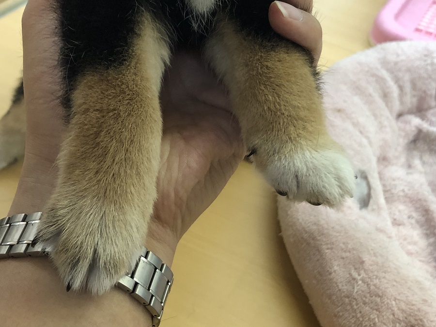 白足袋？ | 柴犬 （118230） - ペットショップ ペッツワン城山 神奈川県相模原市