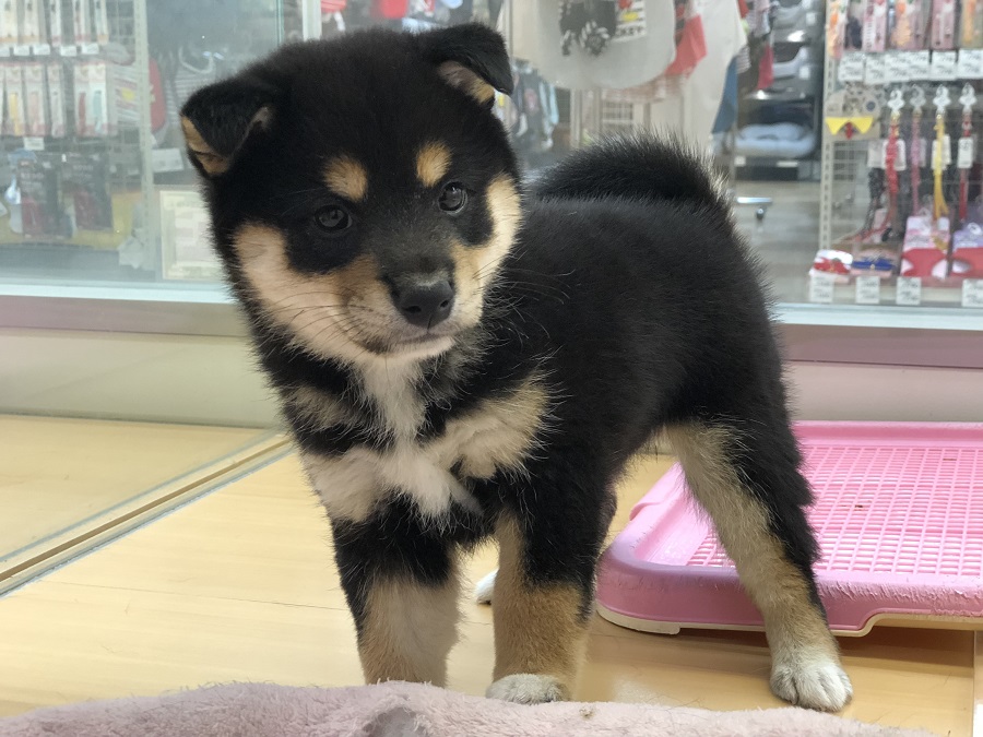 柴犬 （118230） - ペットショップ ペッツワン城山 神奈川県相模原市