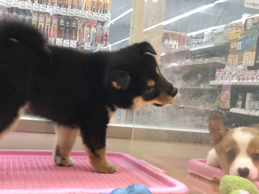 ご近所付き合い良好です(笑) | 柴犬 （118230） - ペットショップ ペッツワン城山 神奈川県相模原市