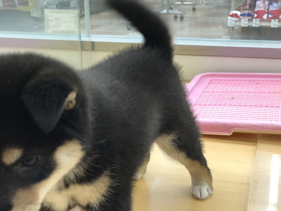 人が大好きな甘えん坊 | 柴犬 （118230） - ペットショップ ペッツワン城山 神奈川県相模原市