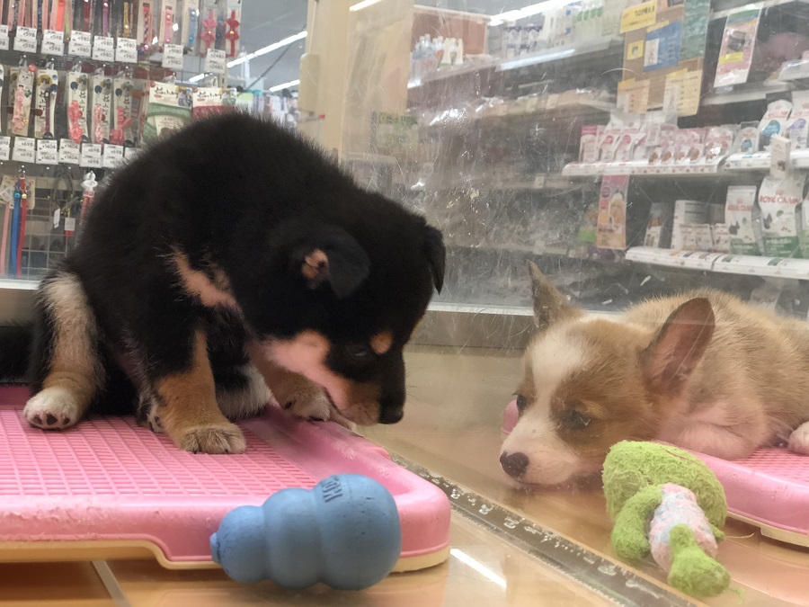 お隣さんのコーギーとも仲良し♡ | 柴犬 （118230） - ペットショップ ペッツワン城山 神奈川県相模原市